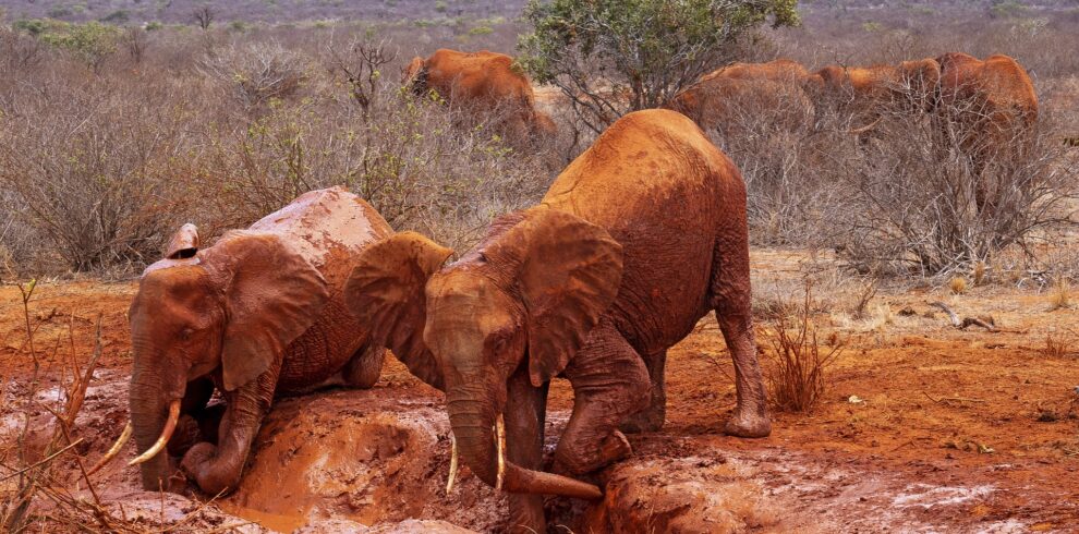 africa elephants in the mad in the dramatic terrain of tsavo west