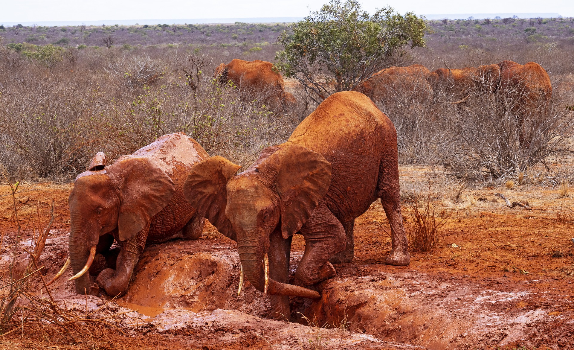 africa elephants in the mad in the dramatic terrain of tsavo west