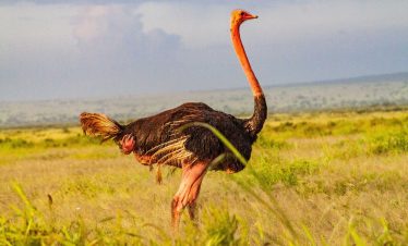 Ostrich amboseli national park