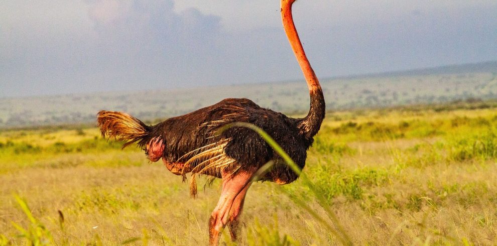 Ostrich amboseli national park