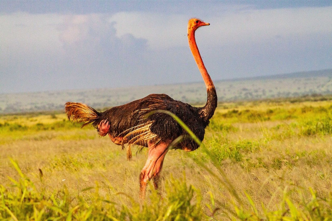 Ostrich amboseli national park