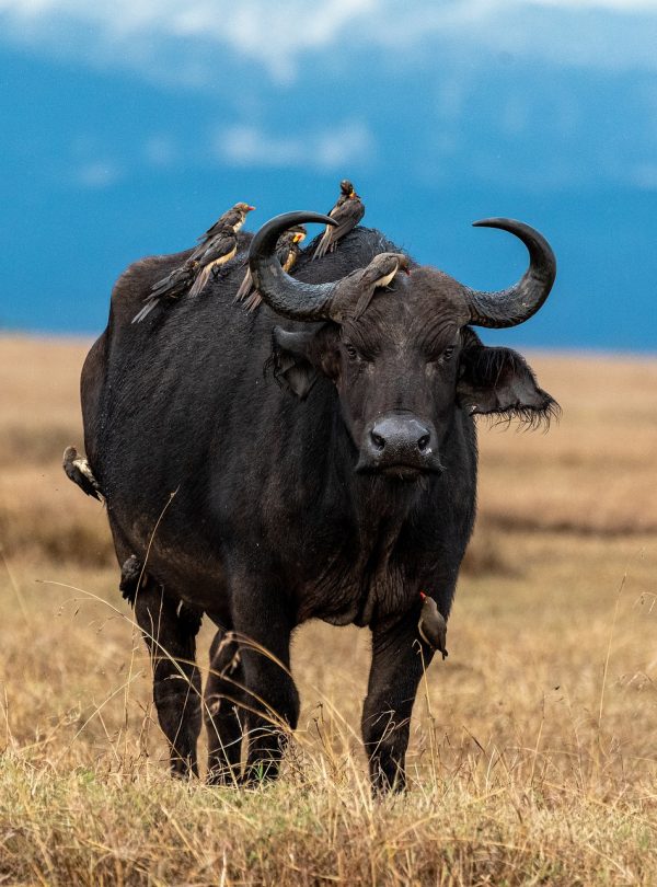 buffalo samburu national reserve