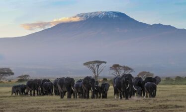 elephants in amboseli with views of mount kilimanjaro.
