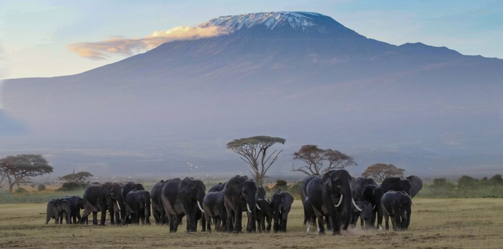 elephants in amboseli with views of mount kilimanjaro.