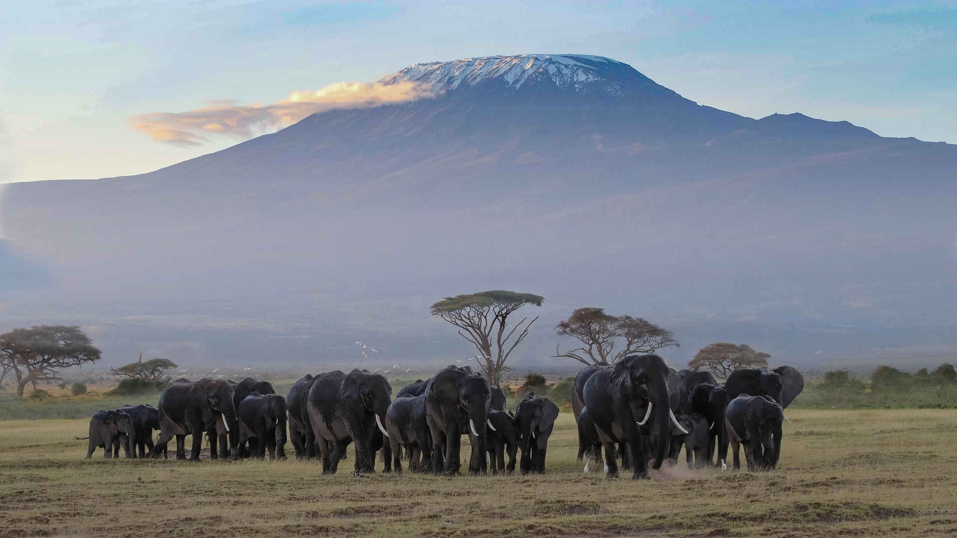 elephants in amboseli with views of mount kilimanjaro.