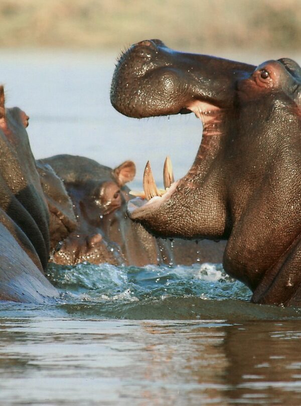 hippopotamus at lake naivasha