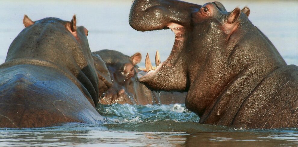 hippopotamus at lake naivasha