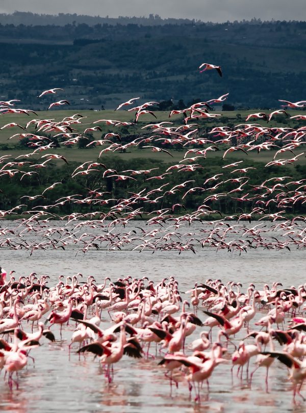 lake nakuru