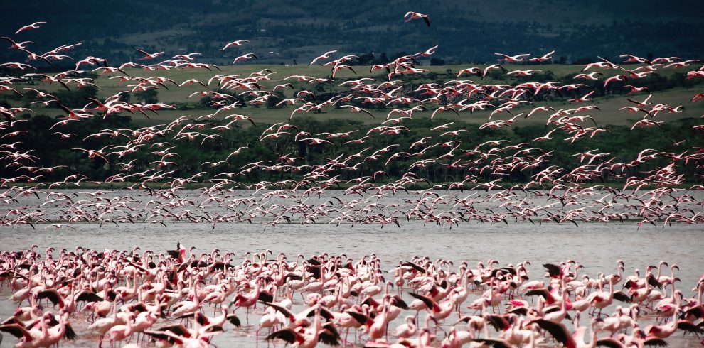 lake nakuru