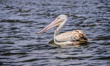 pelican at lake naivasha