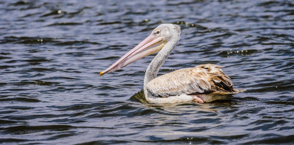 pelican at lake naivasha