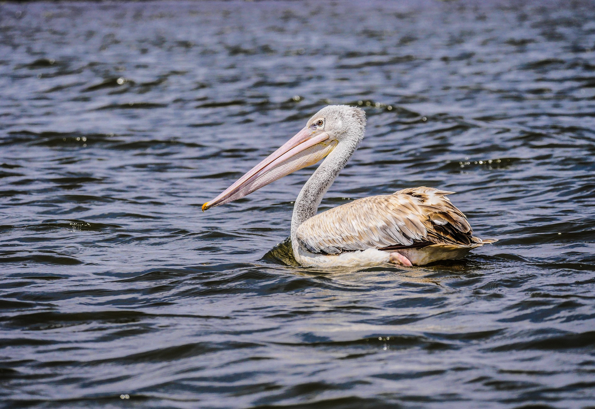 pelican at lake naivasha