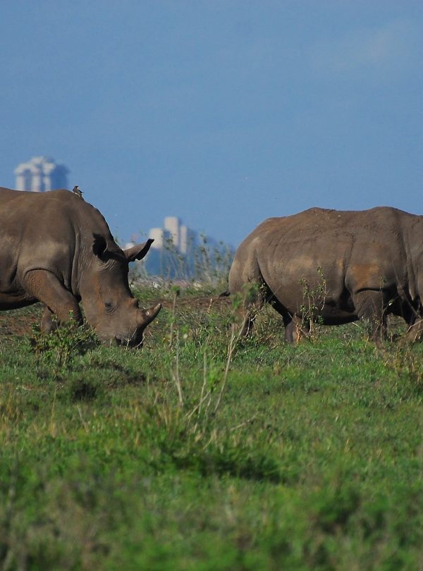 rhino nairobi national park