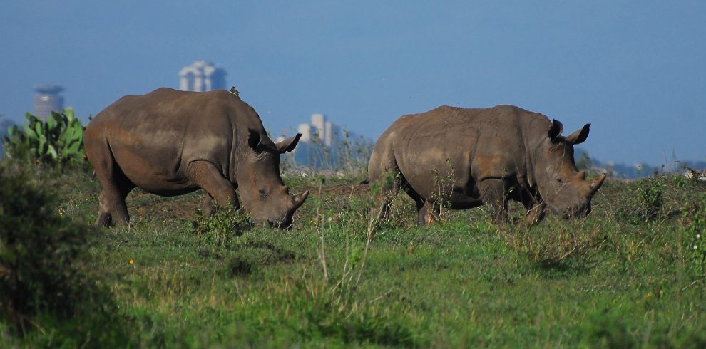 rhino nairobi national park