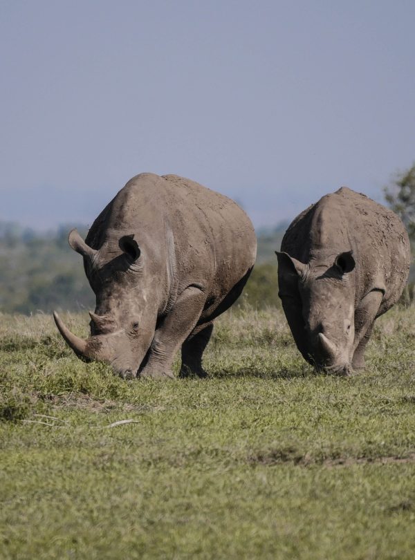 rhinos ol pejeta conservancy