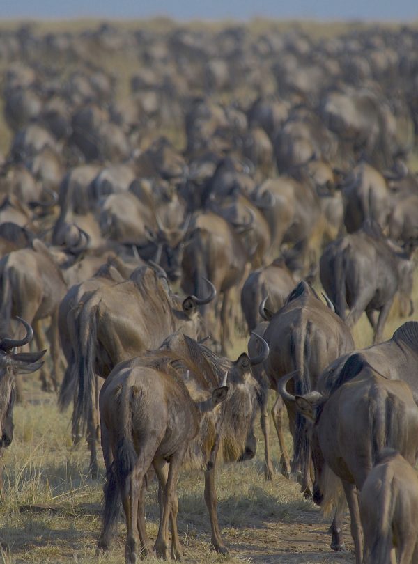 wildebeests maasai mara national reserve