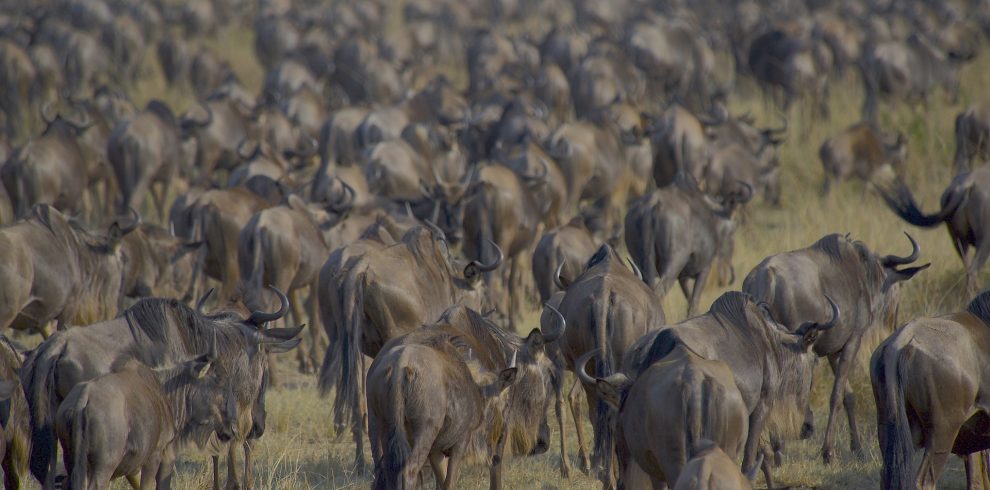 wildebeests maasai mara national reserve