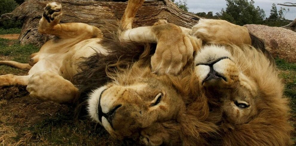 best of kenya safari lions playing lying on their backs