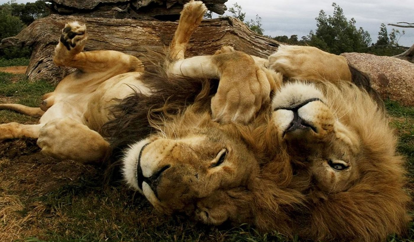 best of kenya safari lions playing lying on their backs