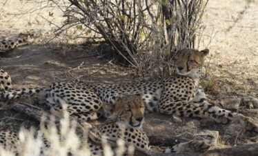 cheetah at samburu national park