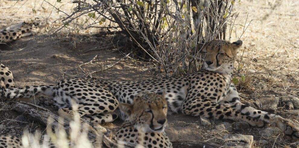 cheetah at samburu national park