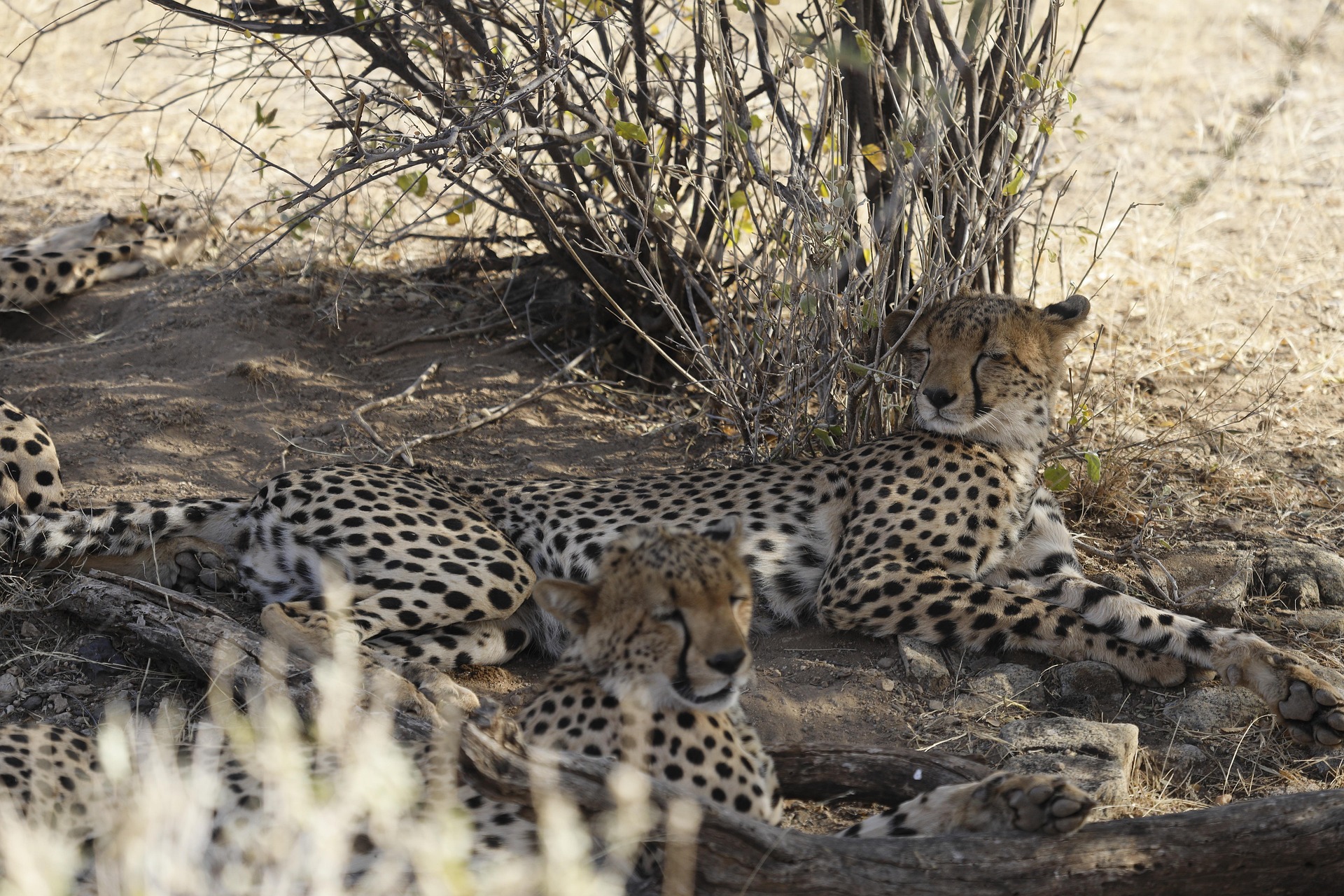 cheetah at samburu national park