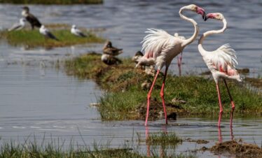 flamingos at lake nakuru national park
