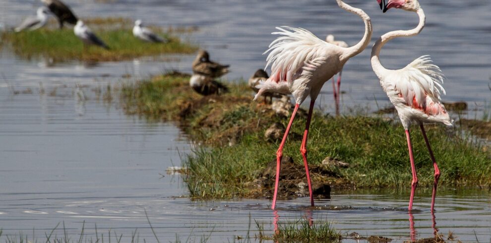 flamingos at lake nakuru national park