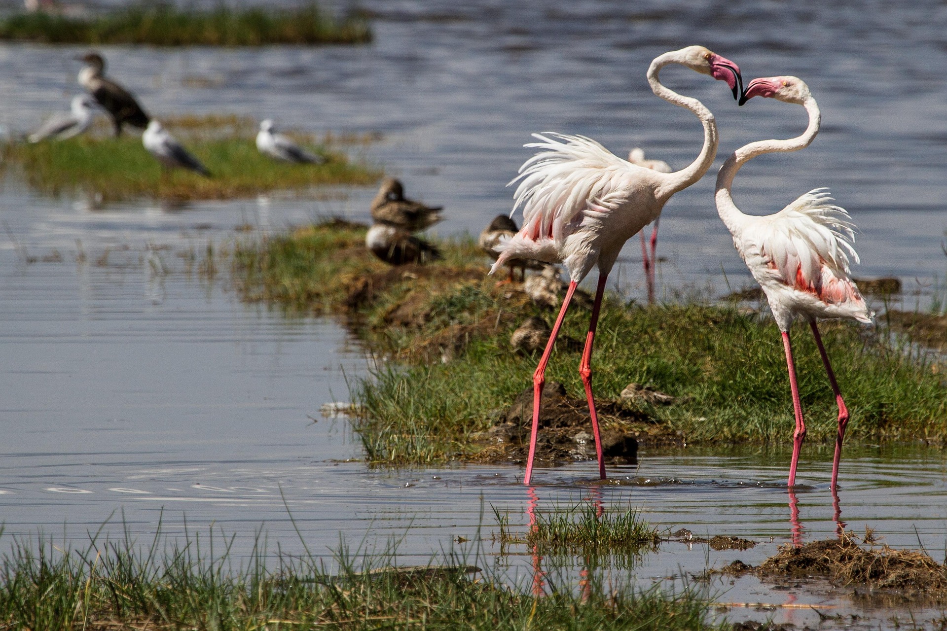 flamingos at lake nakuru national park