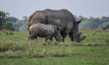 rhino in ol pejeta conservancy