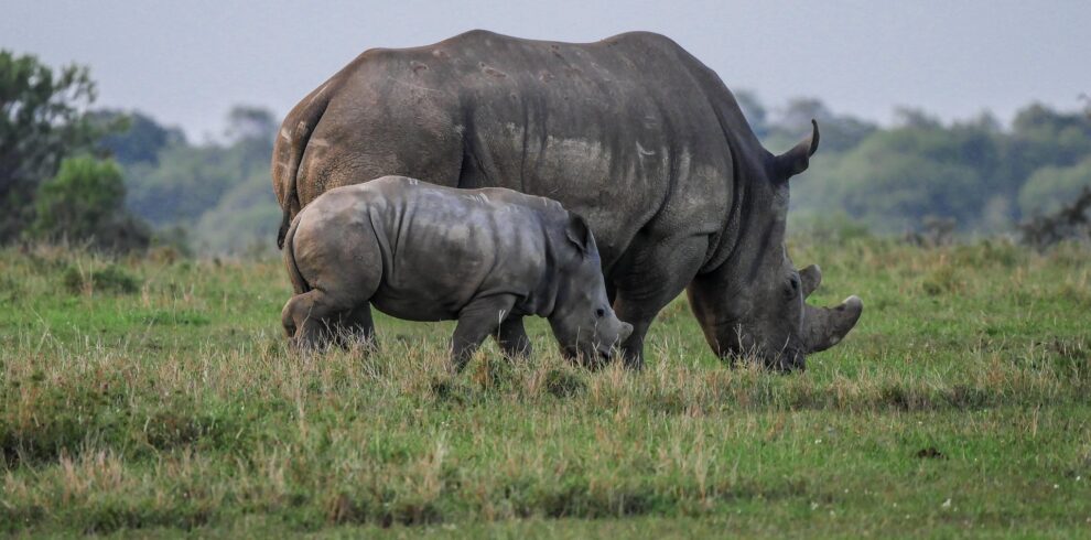 rhino in ol pejeta conservancy