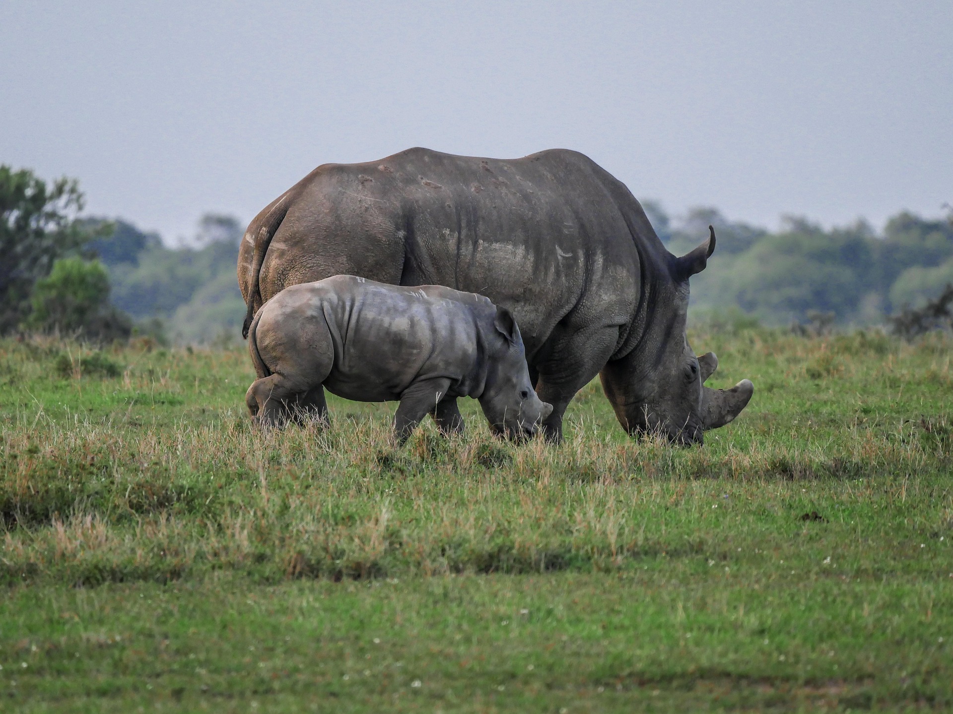 rhino in ol pejeta conservancy